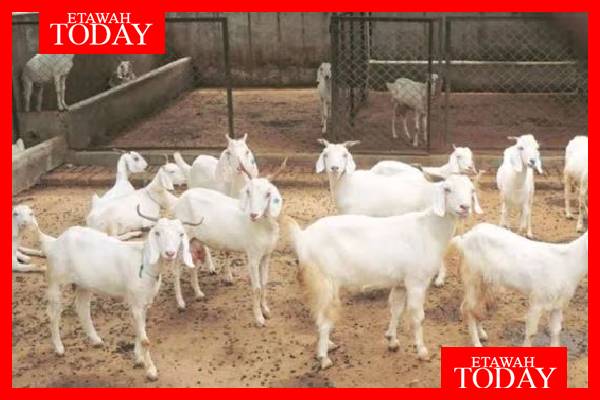 EtawahToday